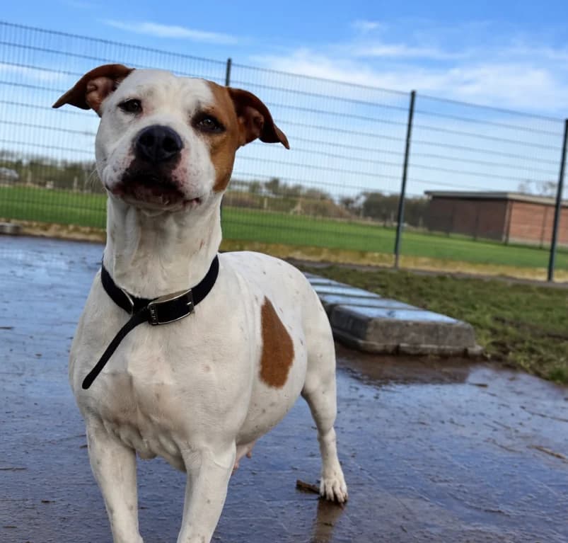 Ski, goud  young Staffordshire Bull Terrier for adoption at Dierenasiel Ganzeweide, Veurne