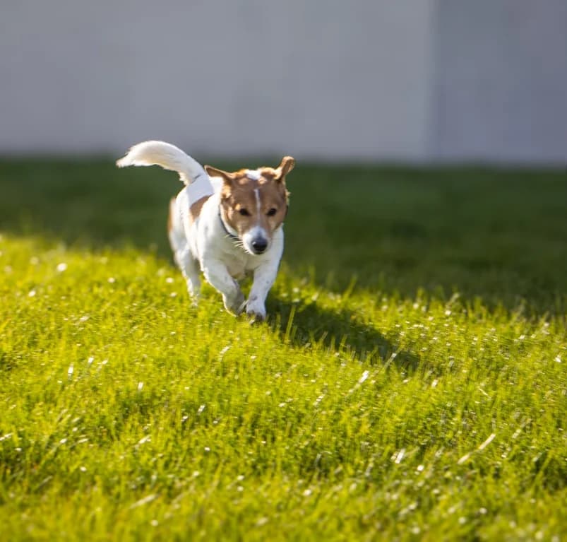 Sweety, 7yo Jack Russell Terrier for adoption at Dierenasiel Ganzeweide, Veurne