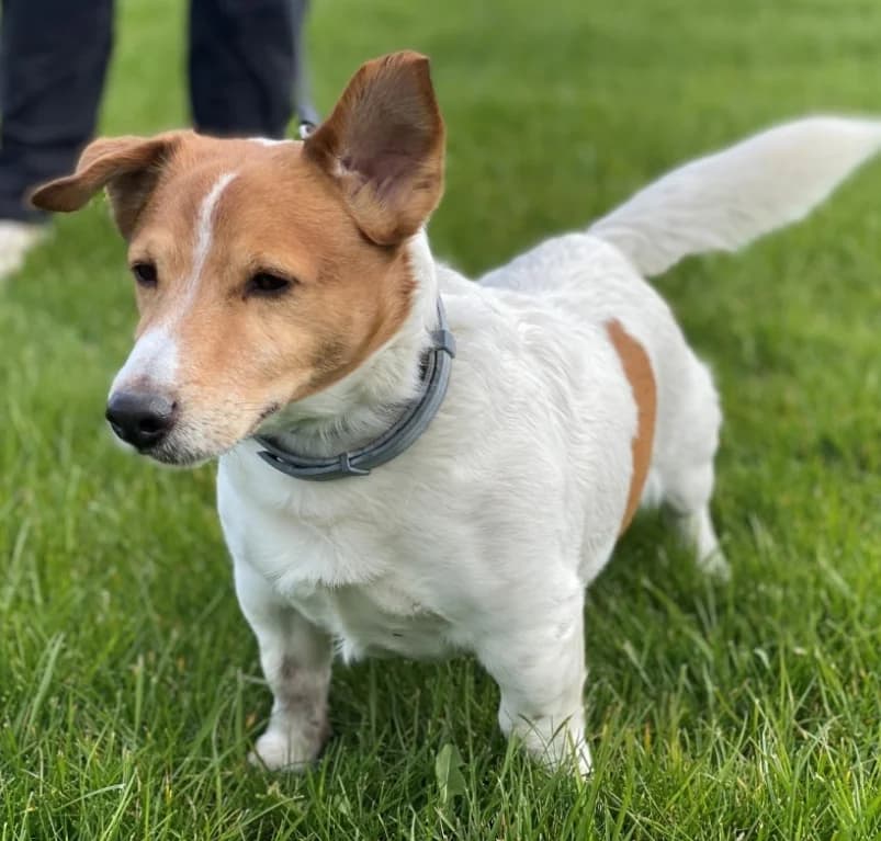 Sweety,  7yo Jack Russell Terrier for adoption at Dierenasiel Ganzeweide, Veurne
