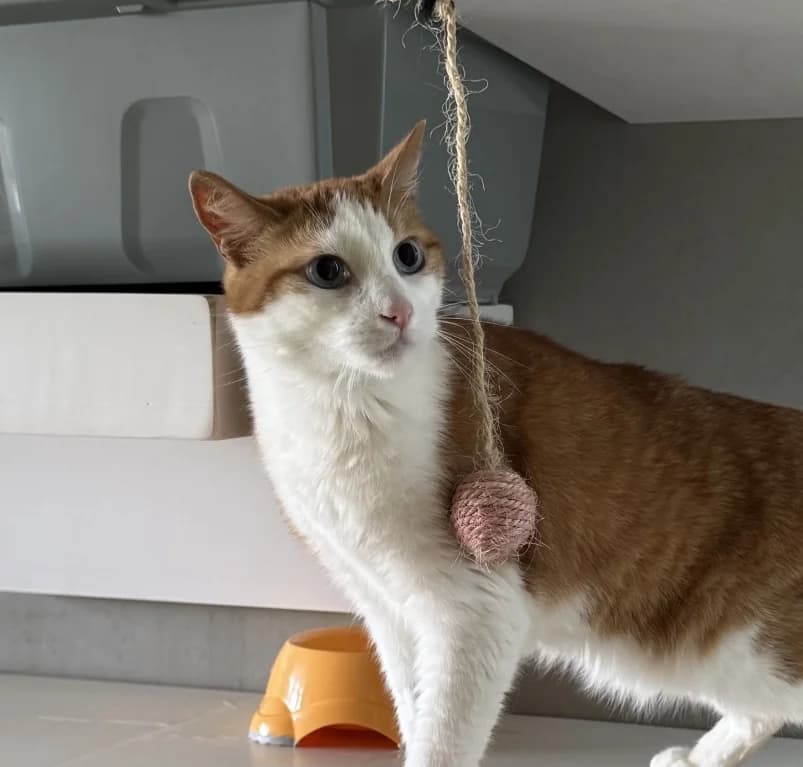 Tiedeke,  senior European Shorthair for adoption at Dierenasiel Ganzeweide, Veurne
