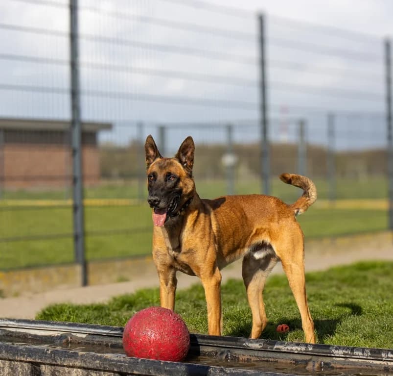Udo, 4yo mixed breed for adoption at Dierenasiel Ganzeweide, Veurne