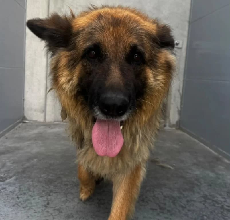 Xena,  senior mixed breed for adoption at Dierenasiel Ganzeweide, Veurne