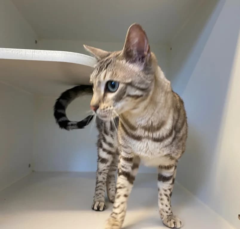 Zamori,  5yo Bengal for adoption at Dierenasiel Ganzeweide, Veurne