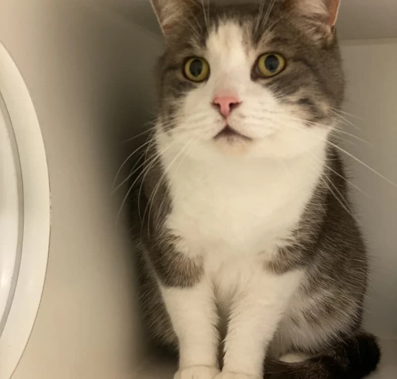 Ziggy, 6yo European Shorthair for adoption at Dierenasiel Ganzeweide, Veurne