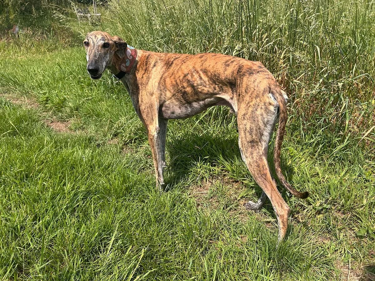 Fary 7362, Gestroomd male young Galgo Español for adoption at Greyhounds in Nood Belgium