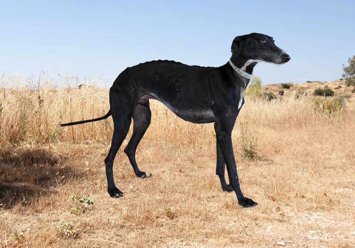 Tor 7357, Zwart male 3yo Galgo Español for adoption at Greyhounds in Nood Belgium