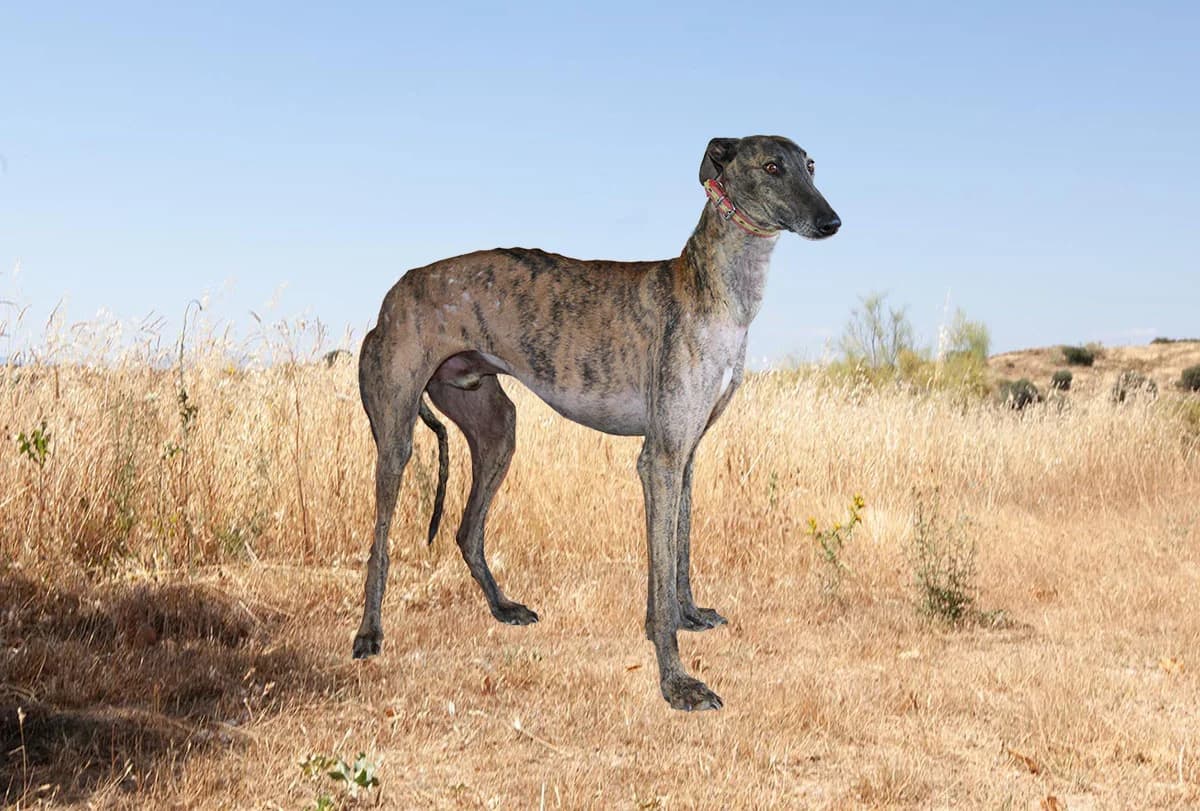 Tron 7358, Gestroomd male 4yo Galgo Español for adoption at Greyhounds in Nood Belgium
