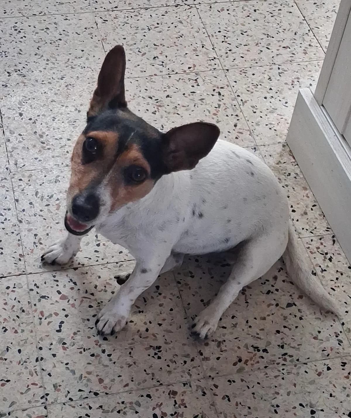 Snoopy, female Mixed Breed for adoption at Harten Diefjes