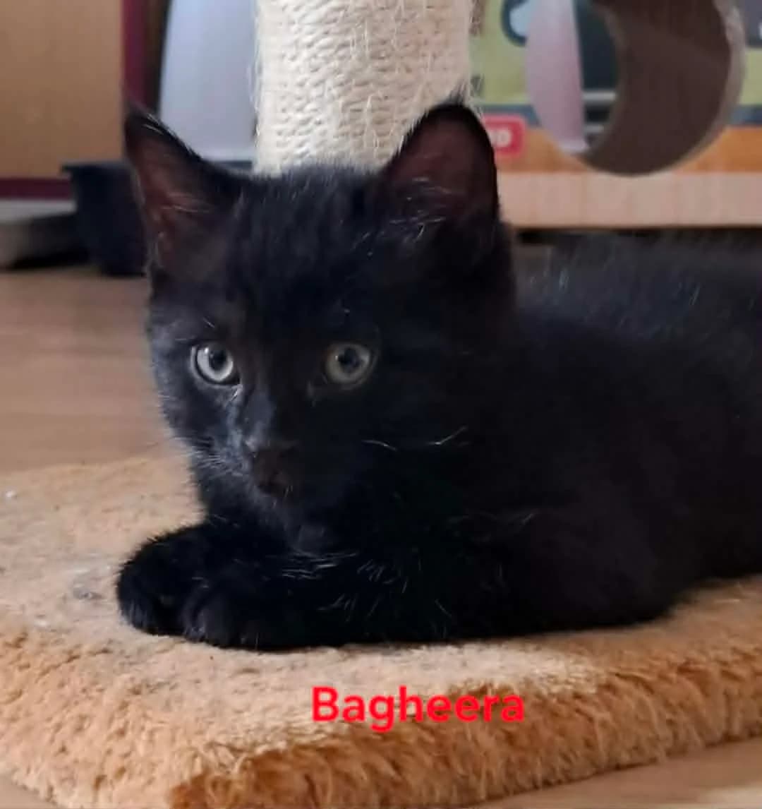 Bagheera,  (Heartbeat 4 Cats)