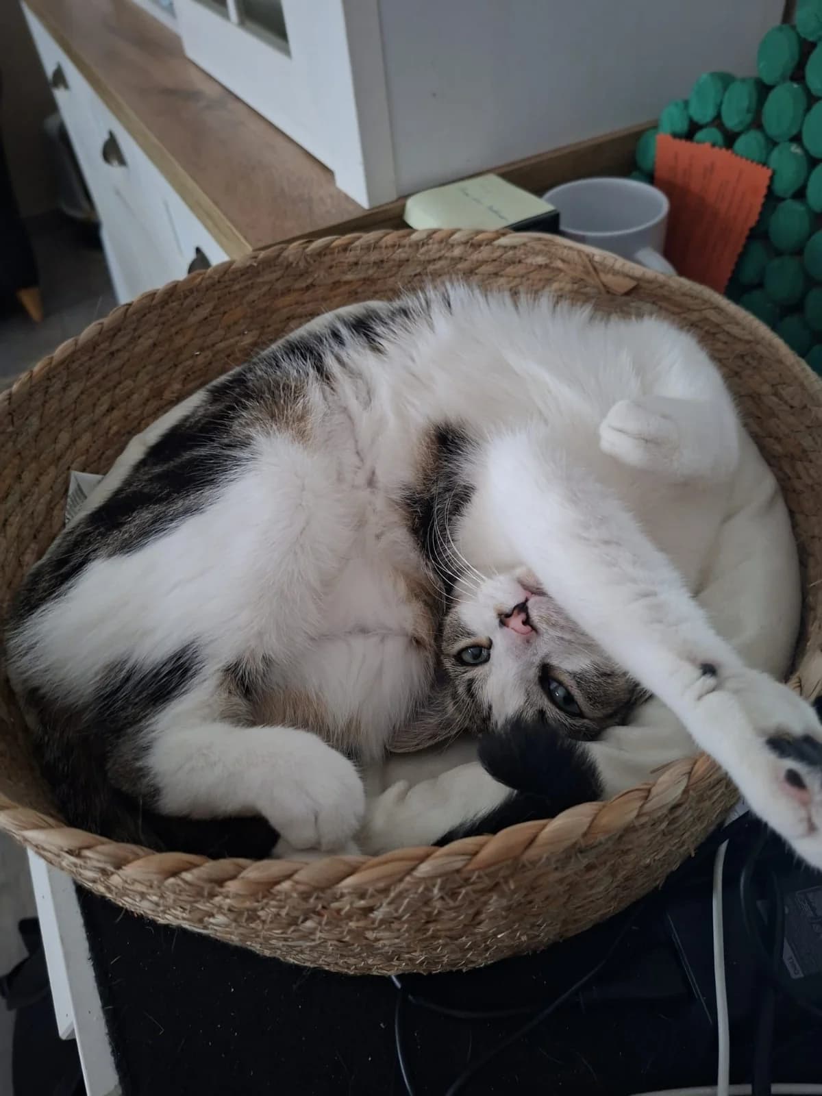Calliope, female young mixed breed for adoption at Heartbeat 4 Cats