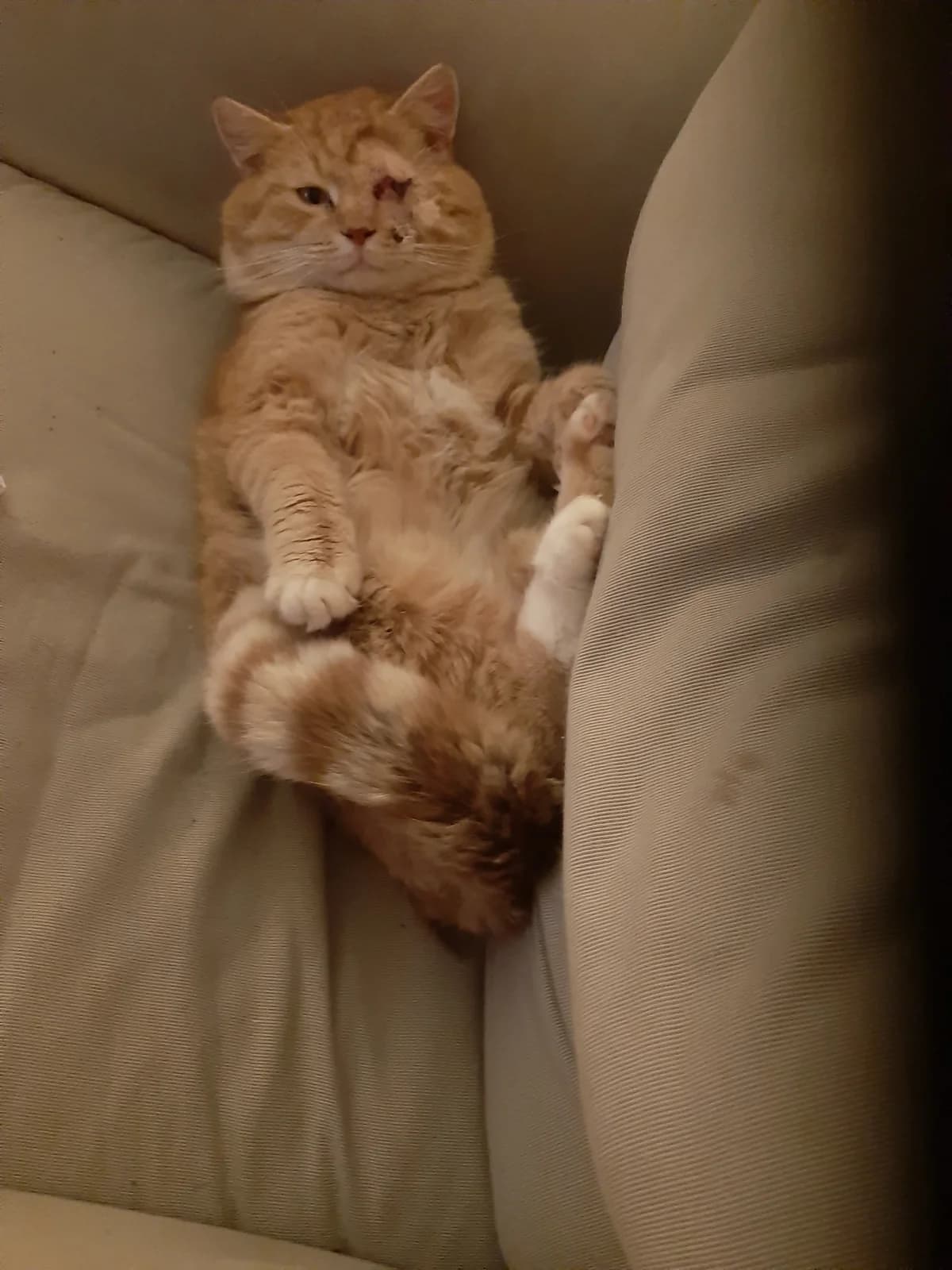 Cyrille, male young mixed breed for adoption at Heartbeat 4 Cats