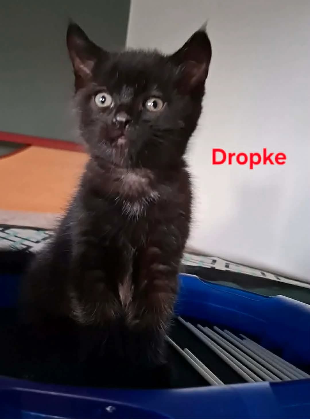 Dropke,  (Heartbeat 4 Cats)