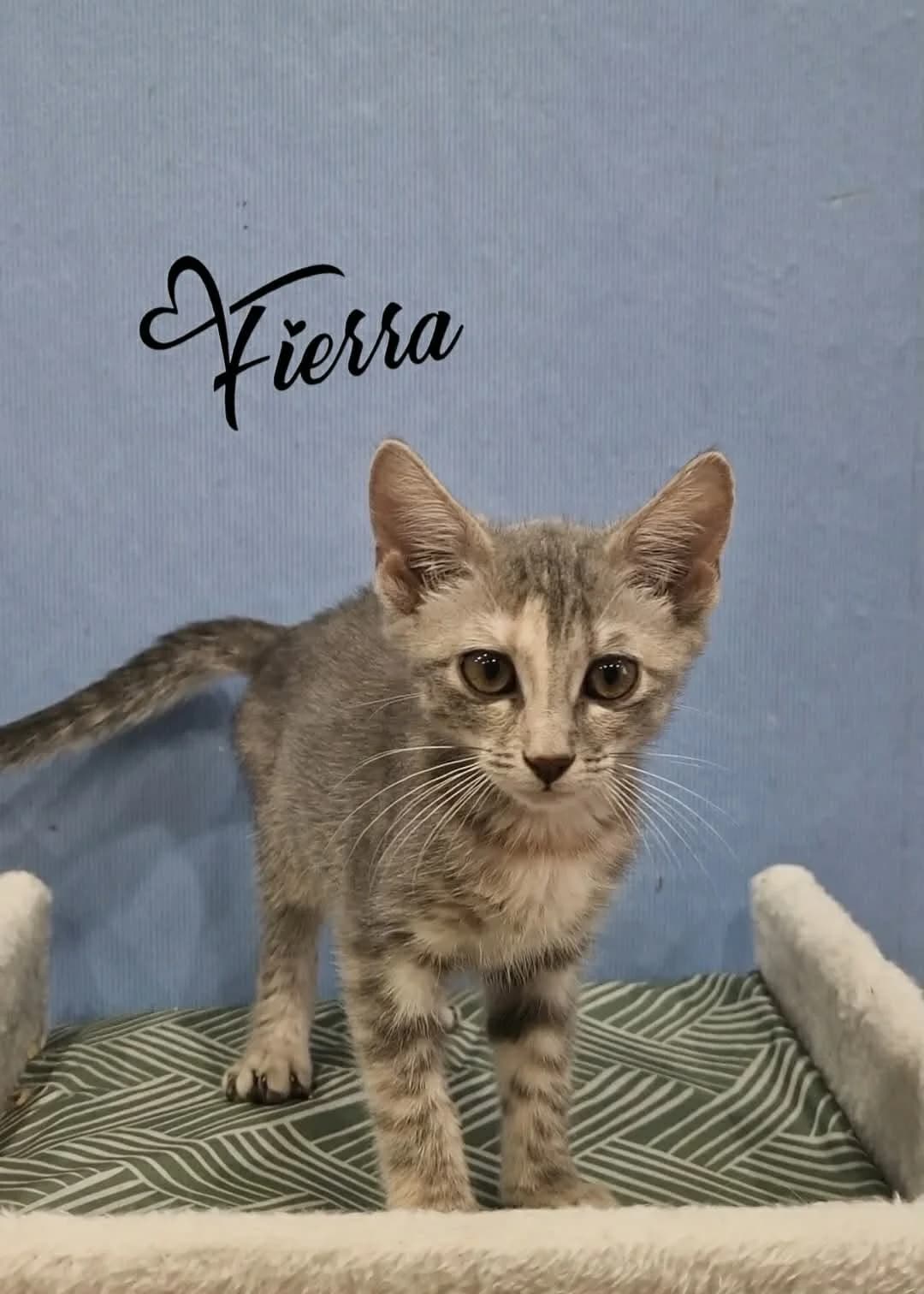Fierra, female puppy mixed breed for adoption at Heartbeat 4 Cats