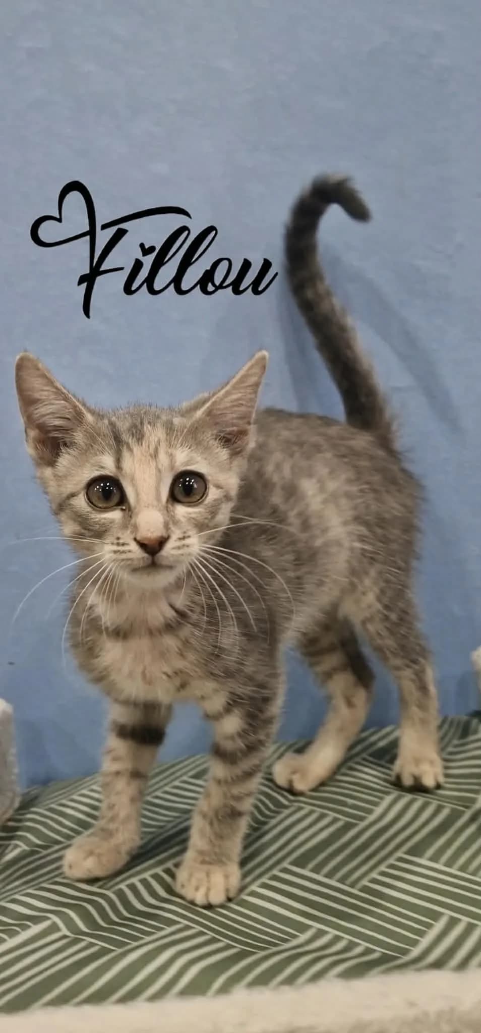 Filou, female puppy mixed breed for adoption at Heartbeat 4 Cats