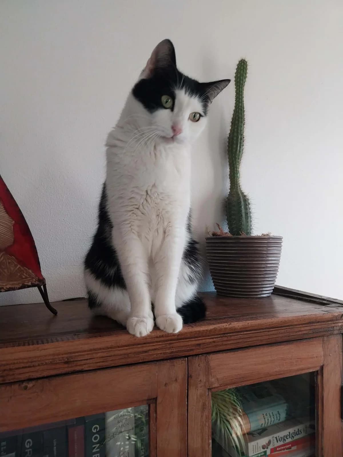 Finn, male mixed breed for adoption at Heartbeat 4 Cats