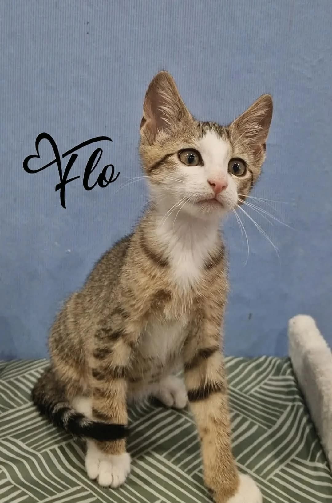 Flo, male puppy mixed breed for adoption at Heartbeat 4 Cats