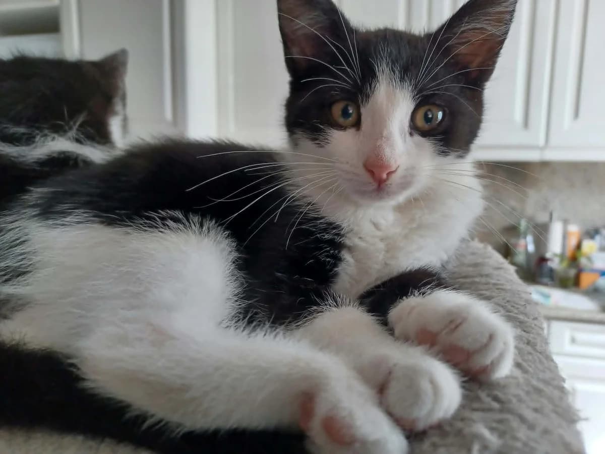 Gerda, female puppy mixed breed for adoption at Heartbeat 4 Cats