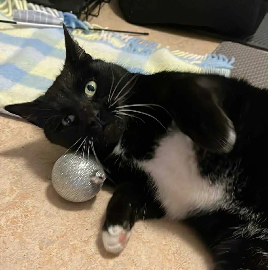 Jack, male mixed breed for adoption at Heartbeat 4 Cats