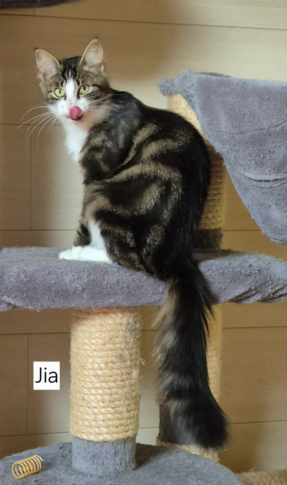 Jia, female young mixed breed for adoption at Heartbeat 4 Cats