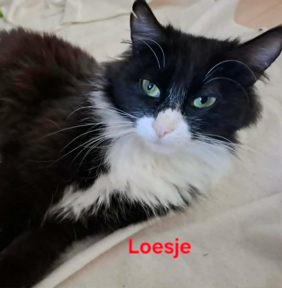 Loesje,  (Heartbeat 4 Cats)