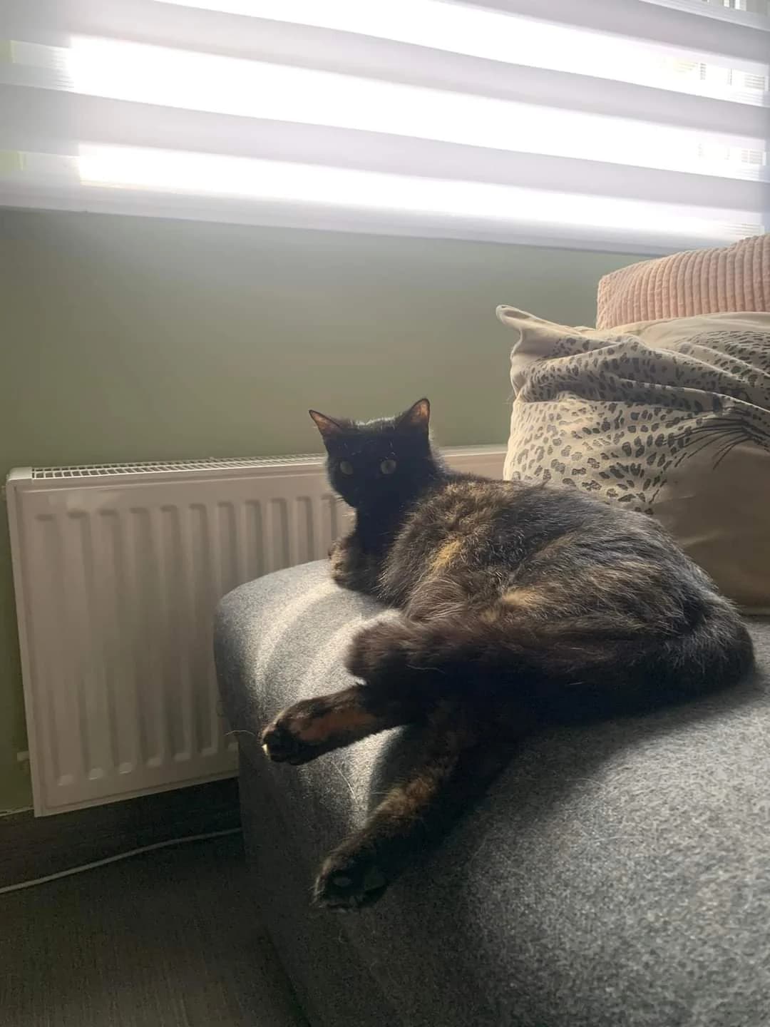 Mama Mousta, female mixed breed for adoption at Heartbeat 4 Cats