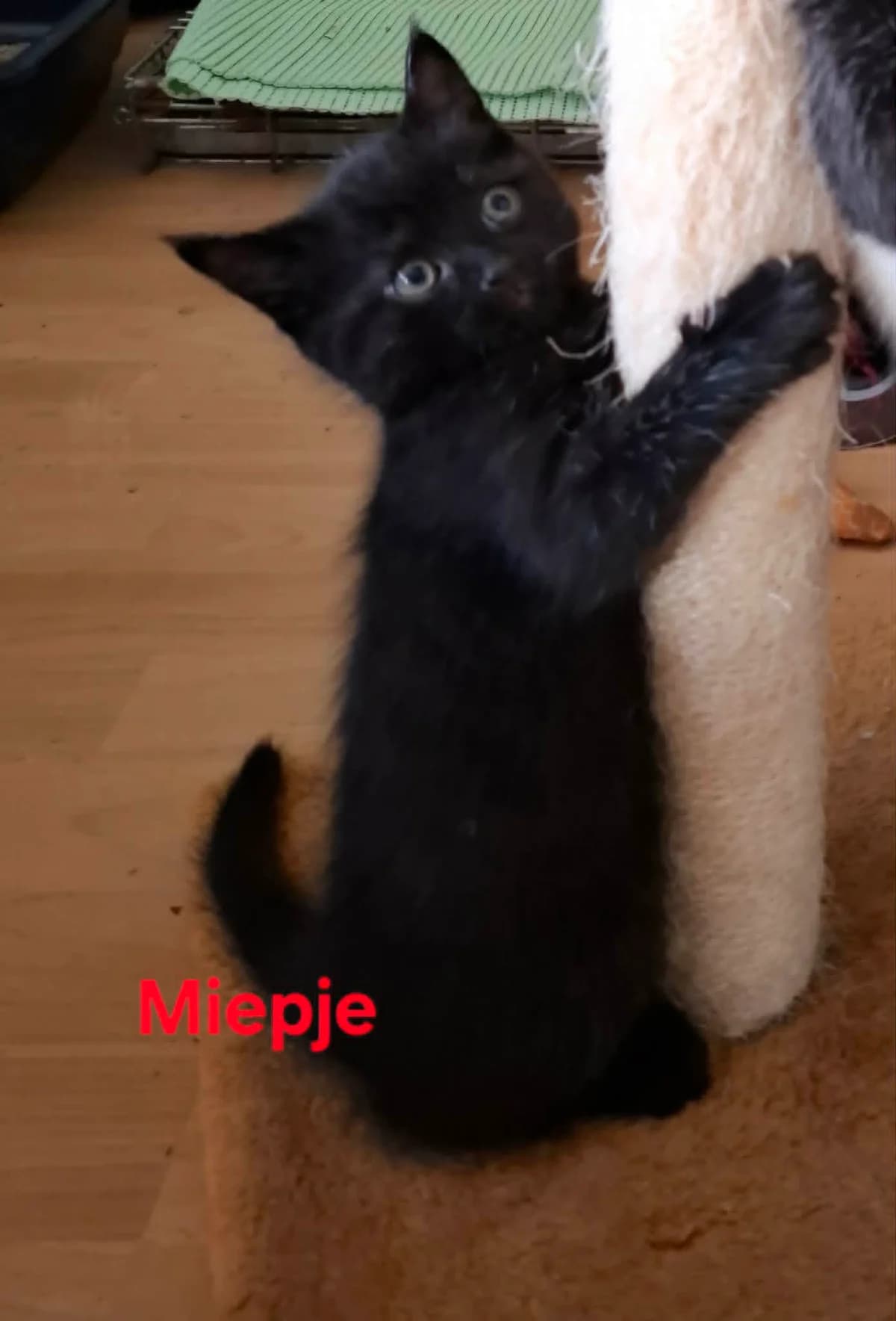 Miepje,  (Heartbeat 4 Cats)