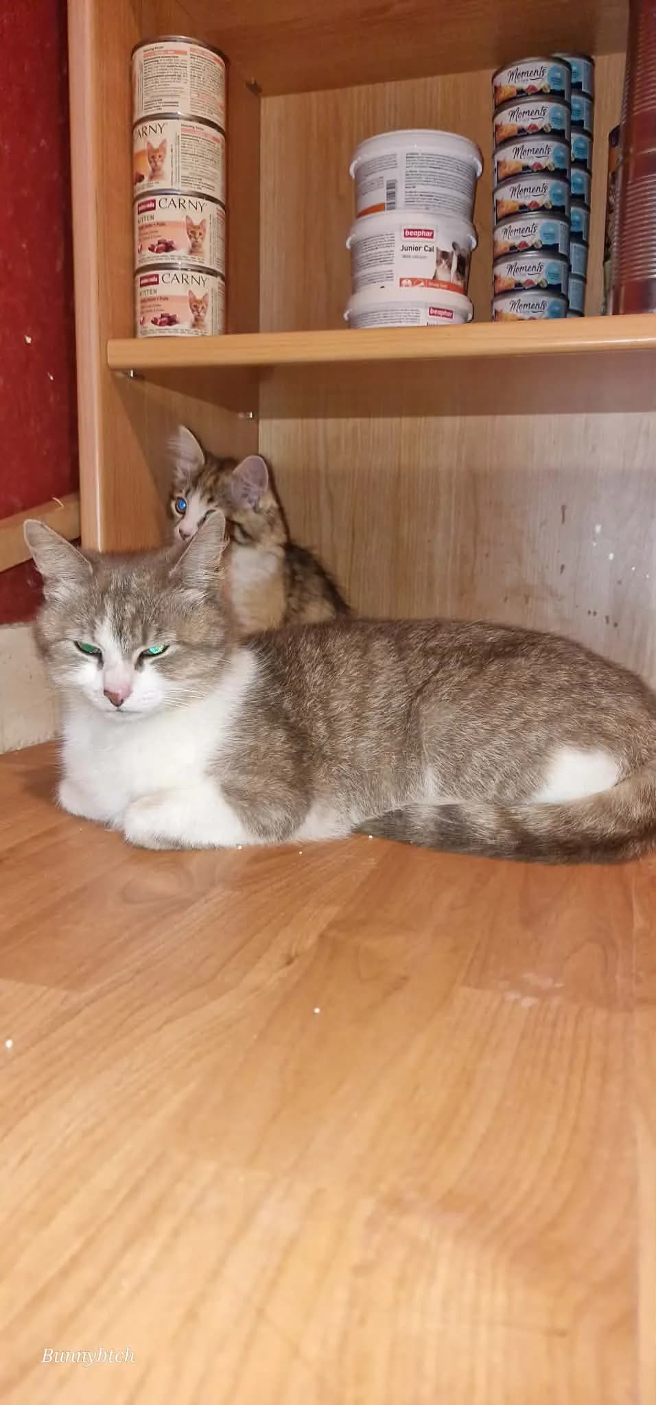 Mokka, female young mixed breed for adoption at Heartbeat 4 Cats