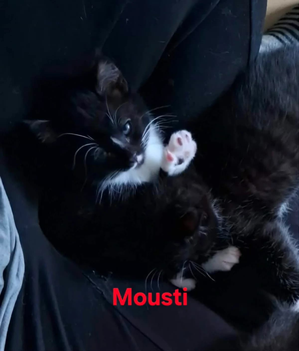 Mousti,  (Heartbeat 4 Cats)