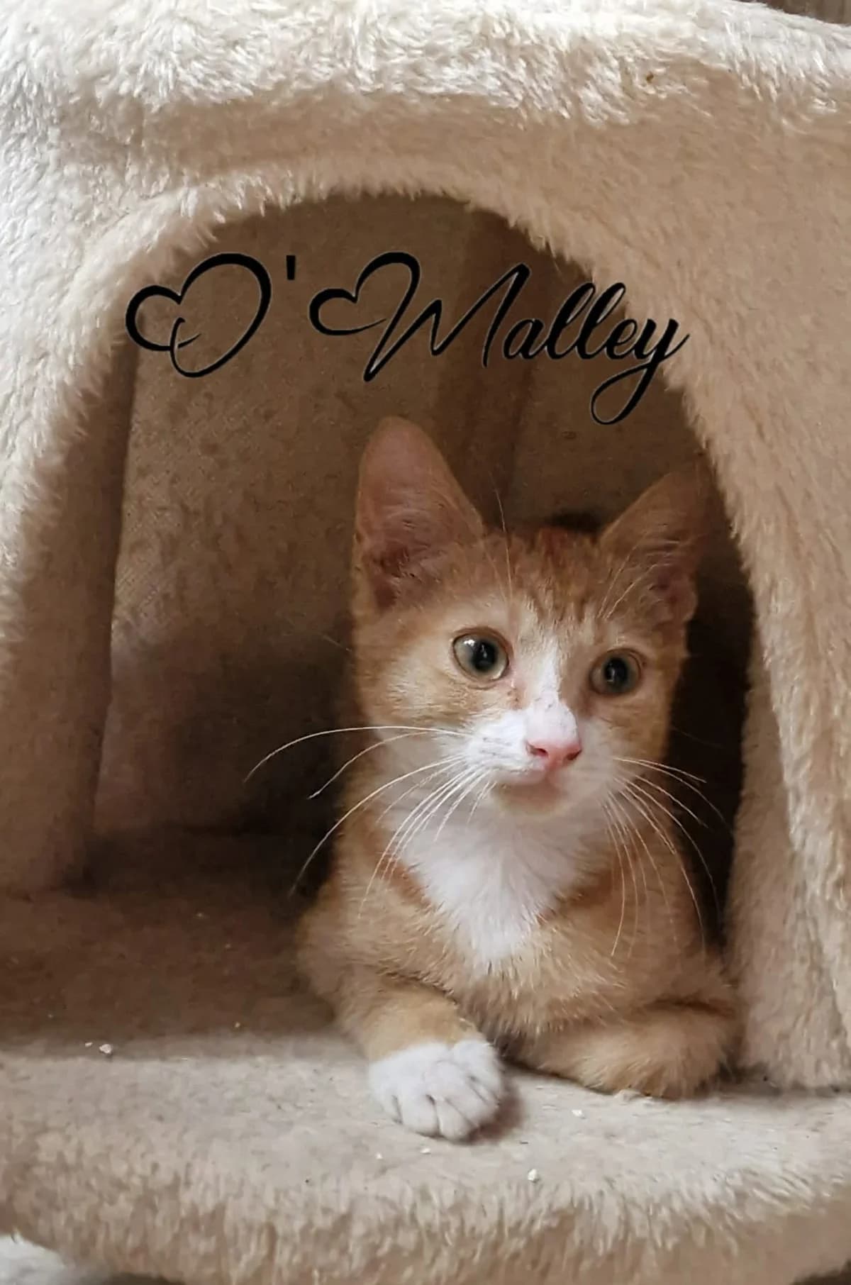 O'Malley, male puppy mixed breed for adoption at Heartbeat 4 Cats