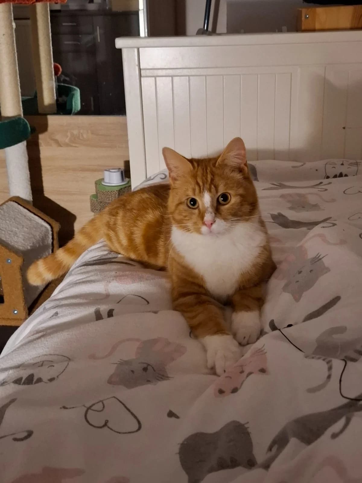 Pachka, male mixed breed for adoption at Heartbeat 4 Cats