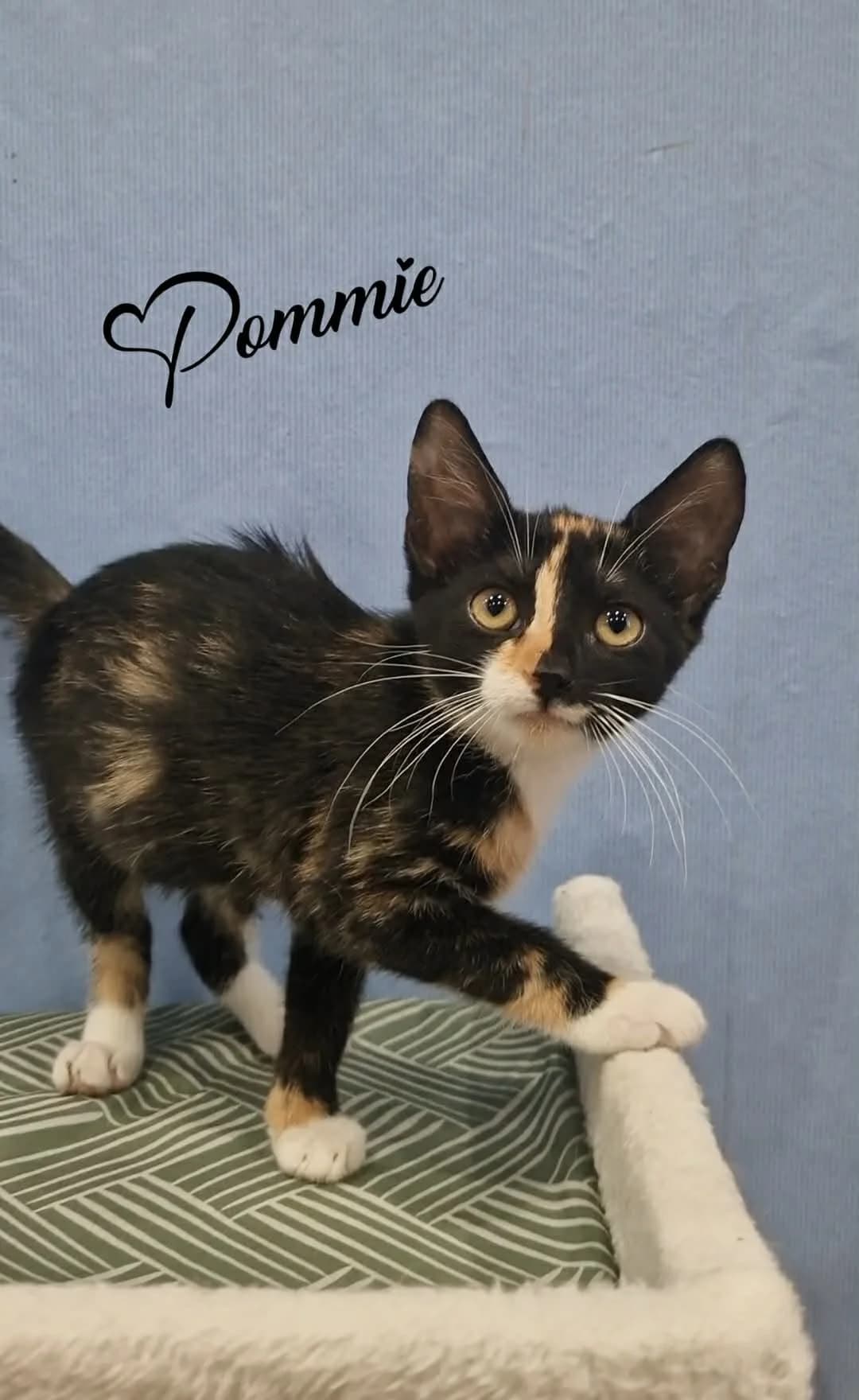 Pommie, female puppy mixed breed for adoption at Heartbeat 4 Cats