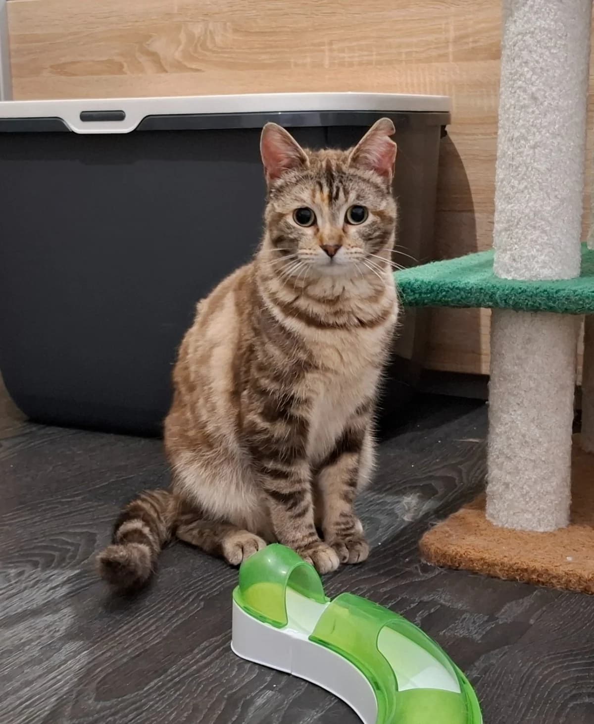 Poppy, female mixed breed for adoption at Heartbeat 4 Cats