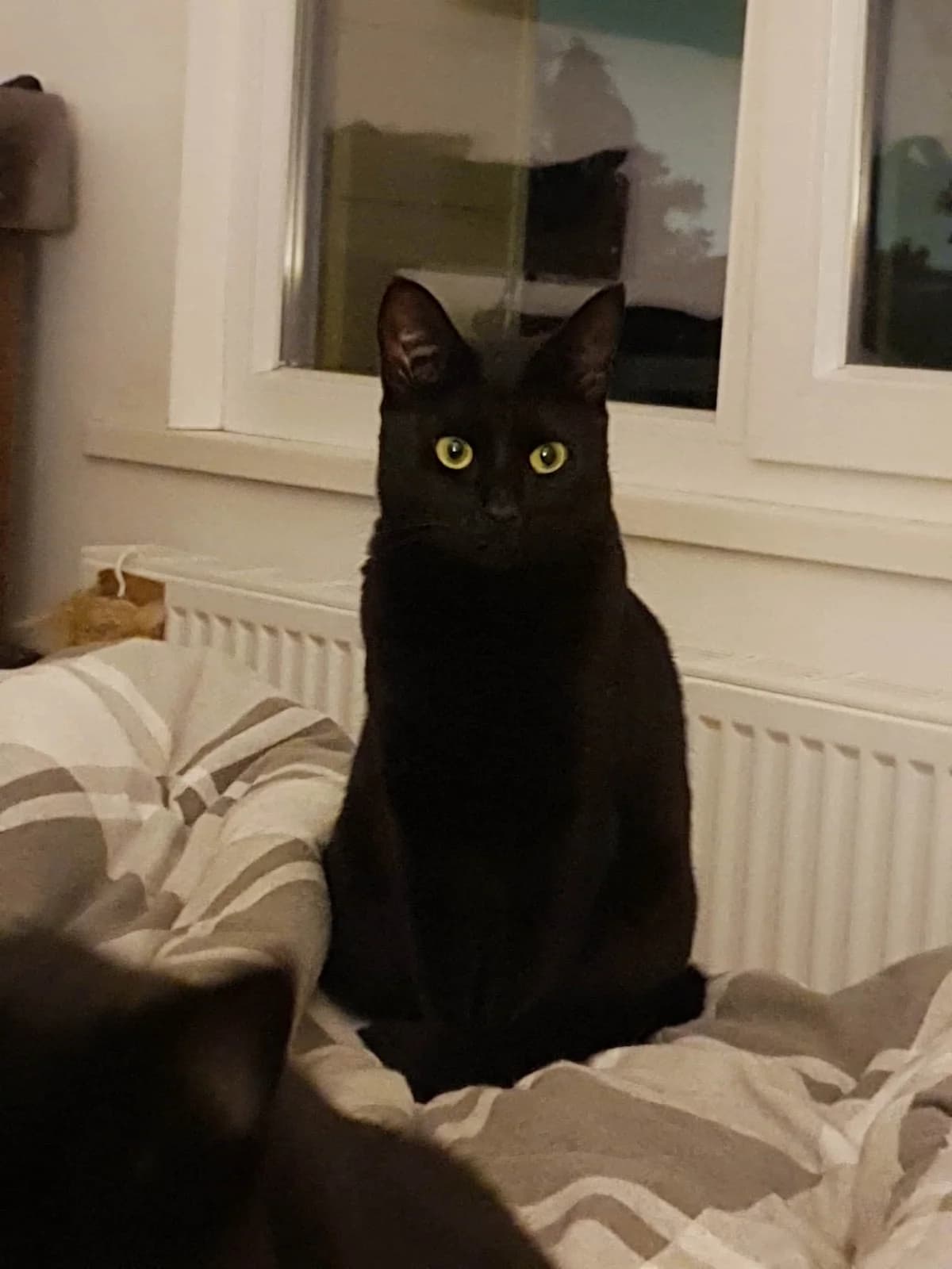 Ragni, female 3yo mixed breed for adoption at Heartbeat 4 Cats