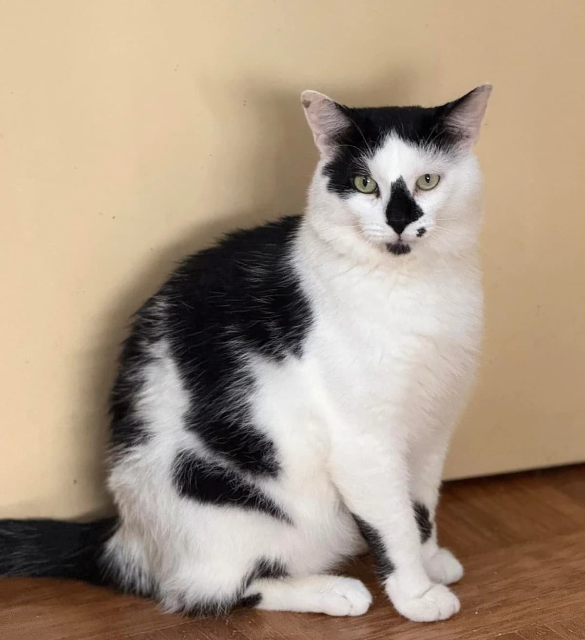 Simba, male mixed breed for adoption at Heartbeat 4 Cats