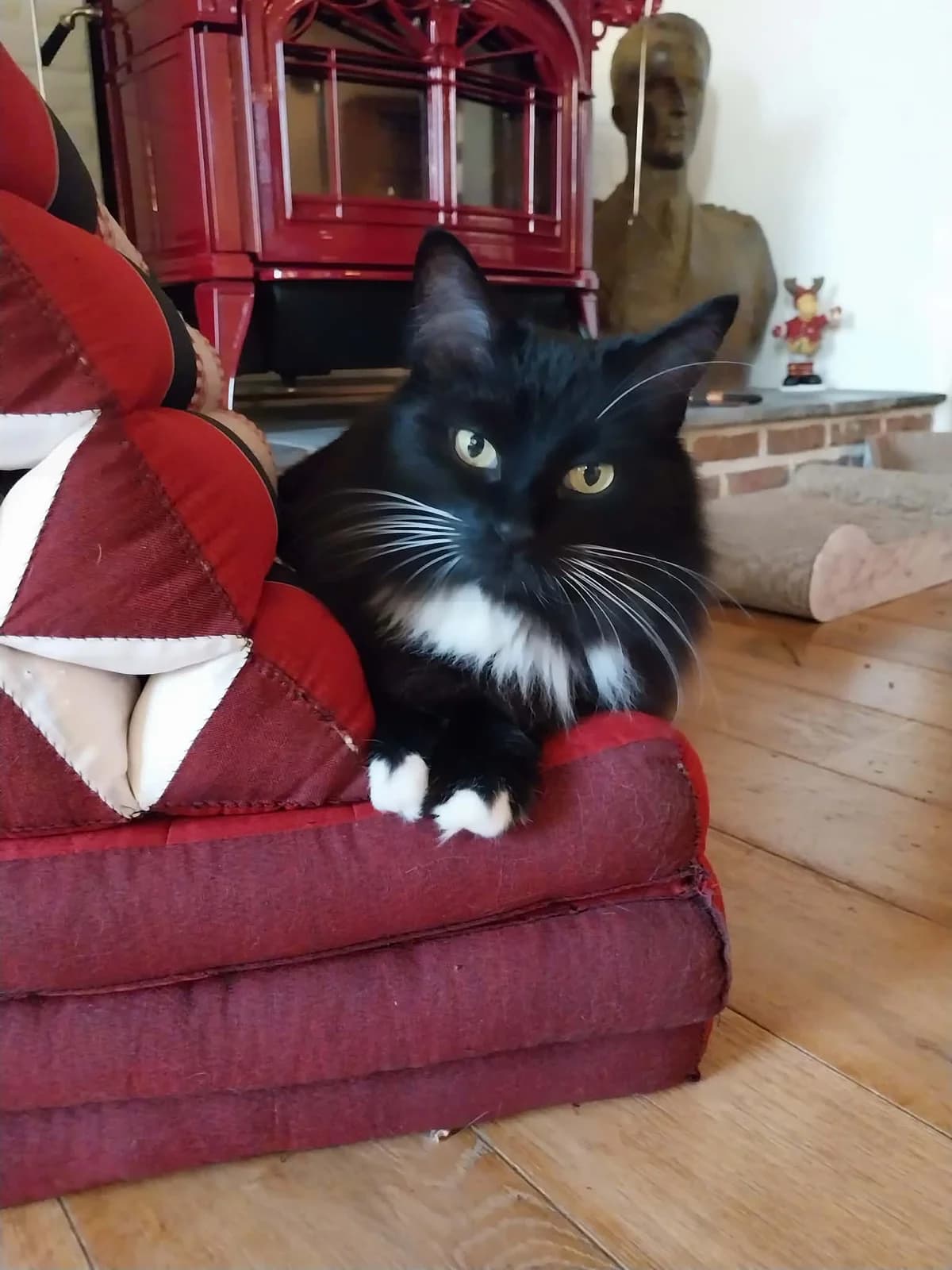 Stella, female mixed breed for adoption at Heartbeat 4 Cats