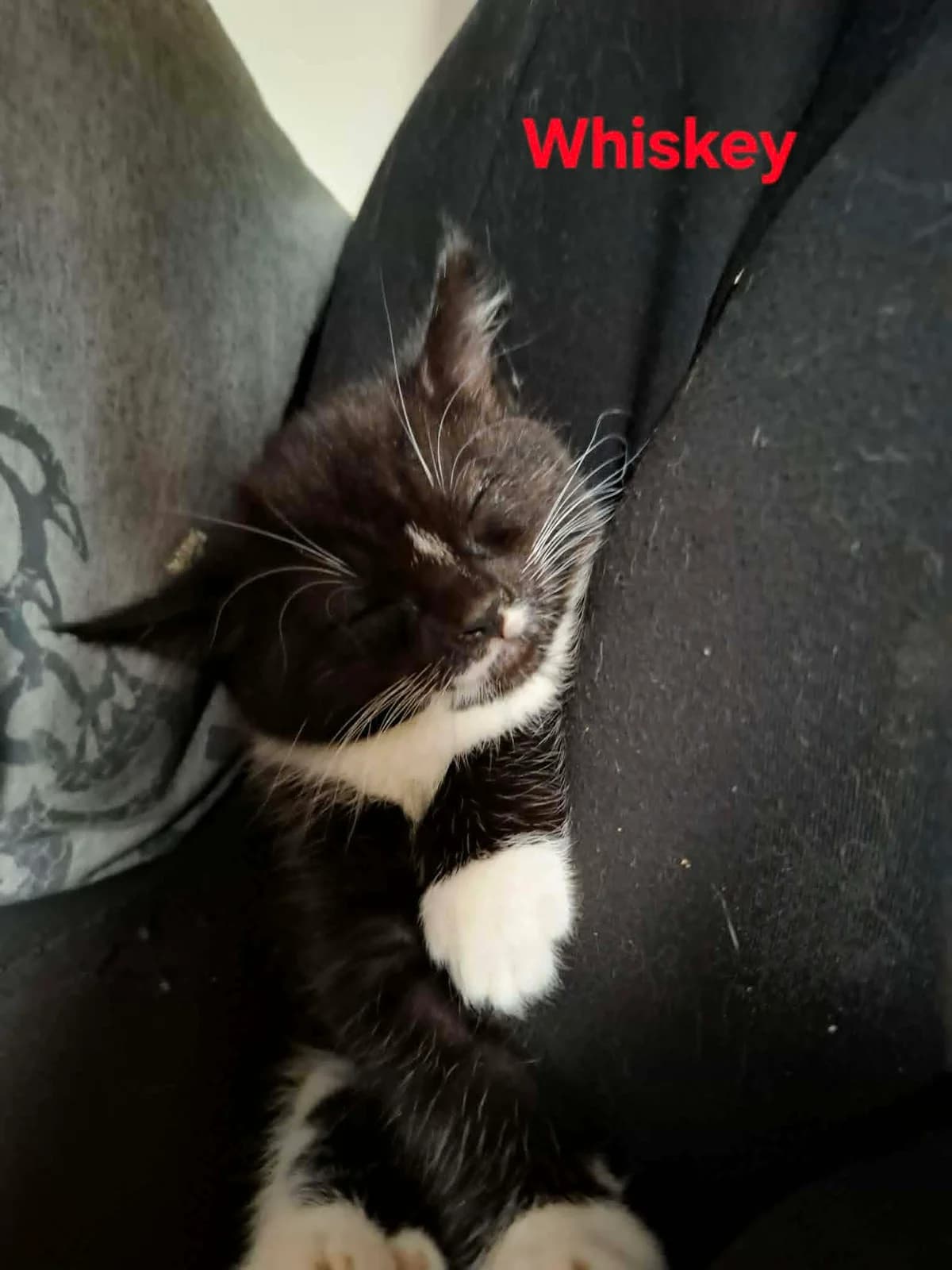 Whiskey,  (Heartbeat 4 Cats)