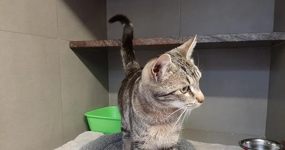 KAI, male 7yo European Shorthair for adoption at Help Animals, Brussels
