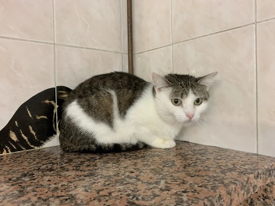 JAZIE, female 6yo European Shorthair for adoption at Help Animals, Brussels