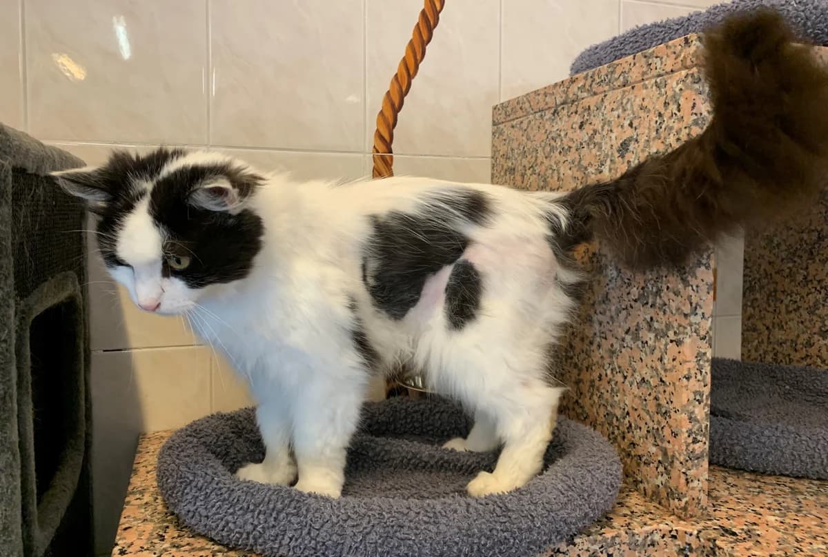 KING, male 5yo European Shorthair for adoption at Help Animals, Brussels