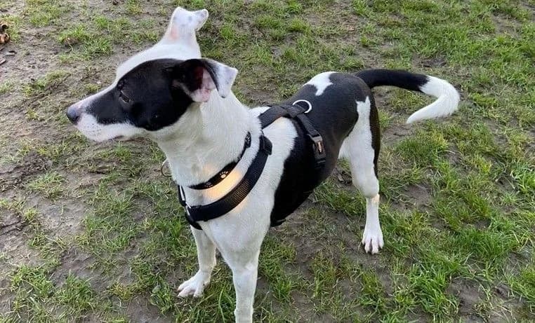 LAICA, female 6yo American Staffordshire Terrier for adoption at Help Animals, Brussels