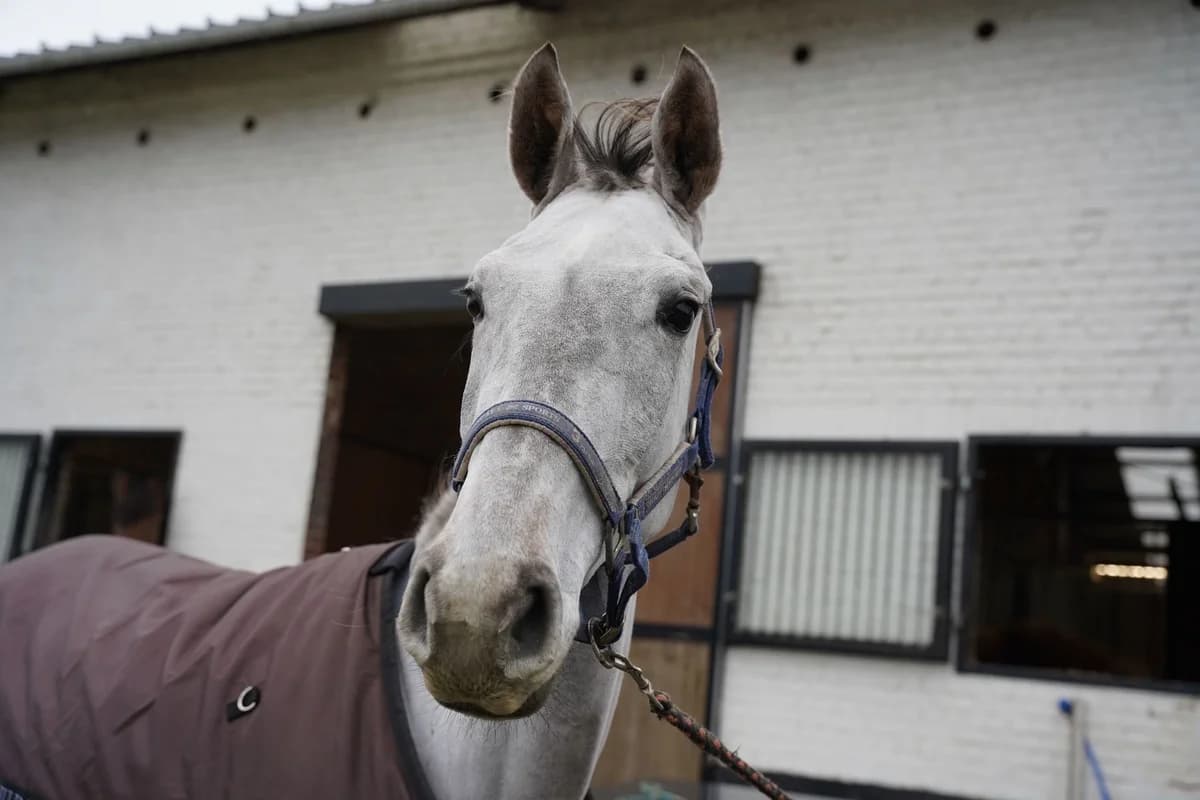 CHARCOTIQUE, male 4yo mixed breed for adoption at Help Animals, Brussels