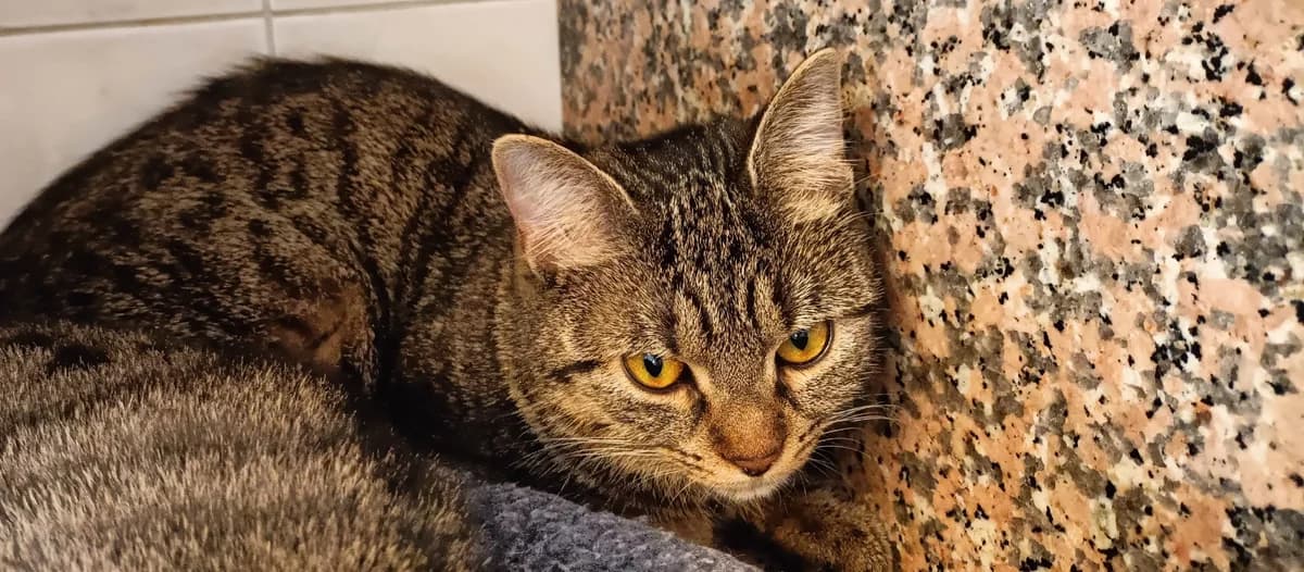 ROZI, female 3yo European Shorthair for adoption at Help Animals, Brussels