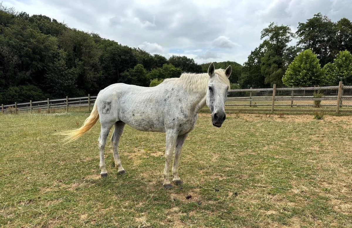 EDUCATRICE, female senior mixed breed for adoption at Help Animals, Brussels