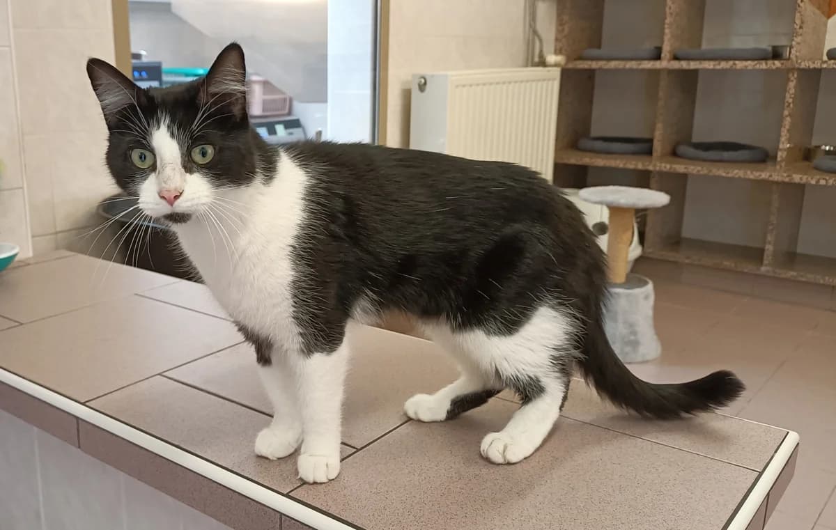 GEORGES, male young European Shorthair for adoption at Help Animals, Brussels