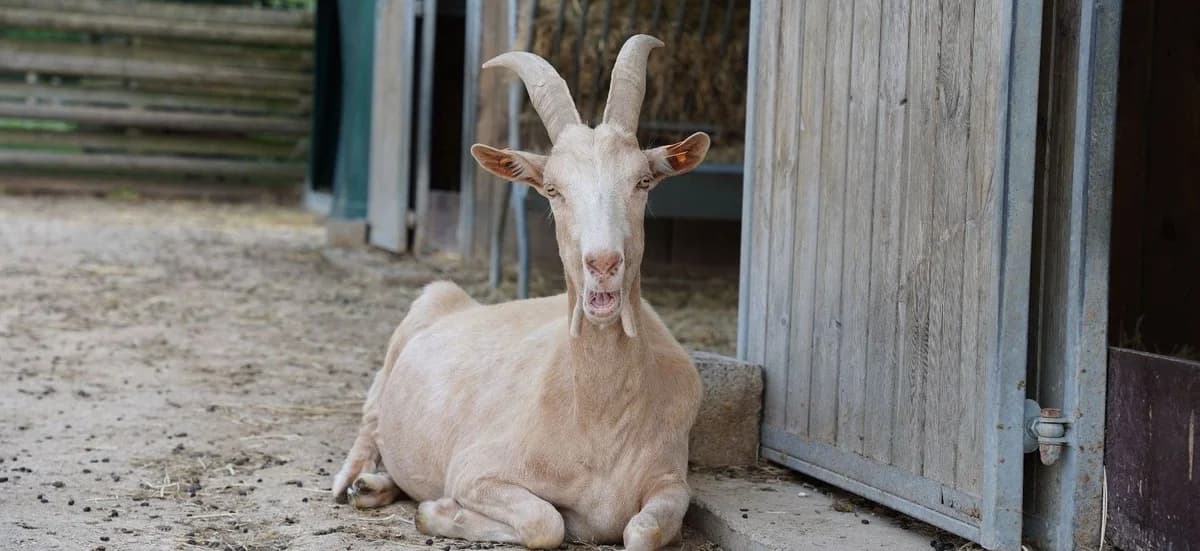 HERCULE, male 4yo mixed breed for adoption at Help Animals, Brussels