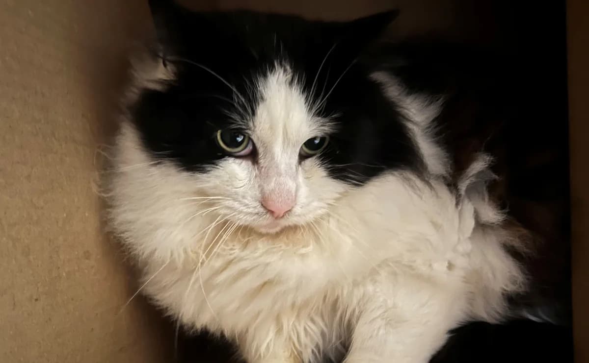 FRANKI, male 3yo European Shorthair for adoption at Help Animals, Brussels