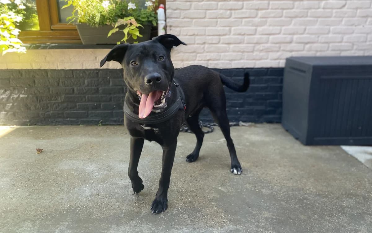 TANGO, male puppy Labrador Retriever for adoption at Help Animals, Brussels