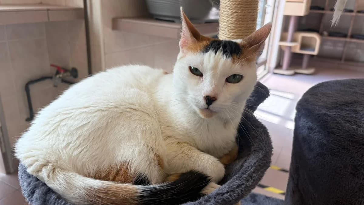 LUSSI, female senior European Shorthair for adoption at Help Animals, Brussels