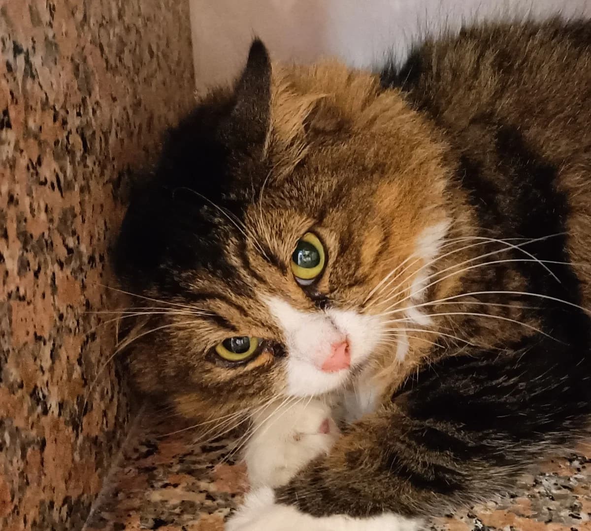 PIKACHU et POKEMON, male young European Shorthair for adoption at Help Animals, Brussels