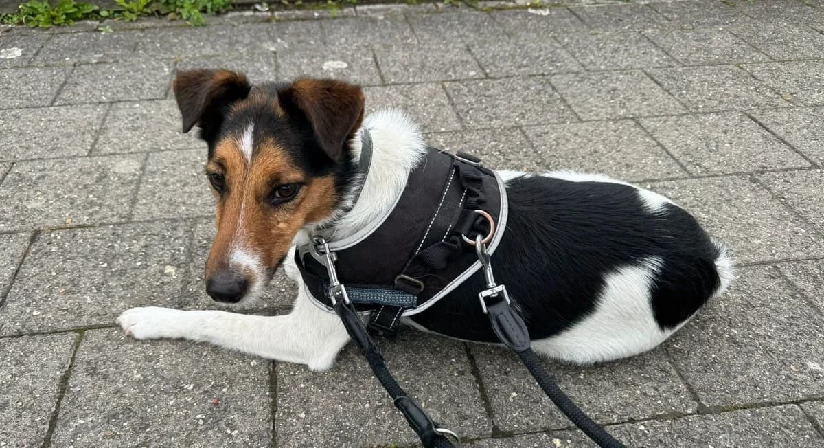 KODY, male 6yo mixed breed for adoption at Help Animals, Brussels